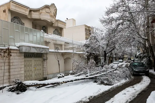 بارش برف در مشهد باعث سقوط بیش از ۲۰۰ درخت شد؛ نیروهای فضای سبز در آماده‌باش کامل!