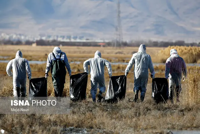 راز مقابله با آنفلوانزای پرندگان؛ نقش کلیدی مسئولان فنی در امنیت زیستی مزارع زنجان