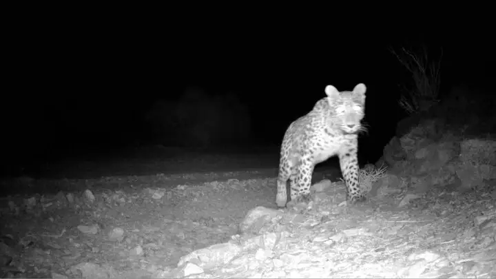 ثبت لحظه نادر و هیجان‌انگیز پلنگ ایرانی در دل پارک ملی صیدوا مهدیشهر!
