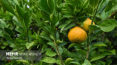 آغاز فصل برداشت مرغوب ترین نارنگی کشور در هرمزگان