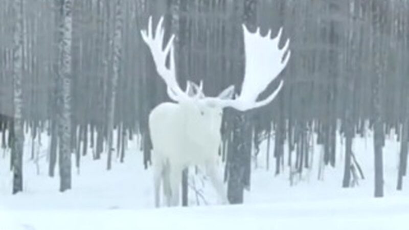 شکار لحظه‌ای گوزن سفید آلبینو با شاخ‌های تاج‌مانند در جنگل‌های شمال آمریکا!