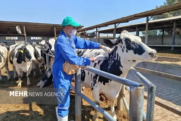 آغاز واکسیناسیون گسترده دام‌های دنا علیه تهدید نوظهور تب برفکی!