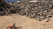 کشف حیرت‌انگیز ۶ تن چوب قاچاق در کنگاور؛ ارزش یک میلیارد ریال فاش شد!