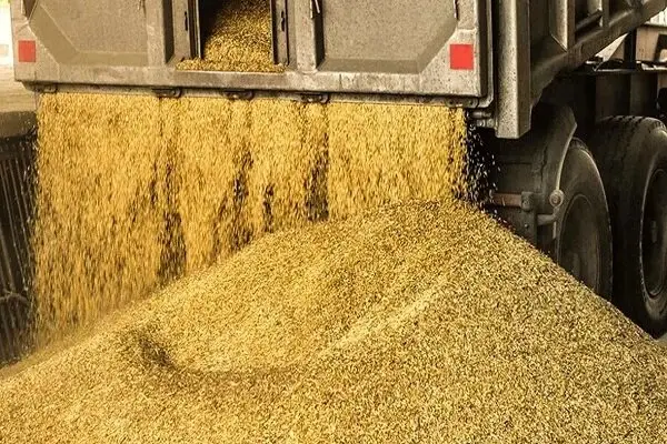 رشد ۱۶ درصدی توزیع نهاده‌های دامی از بندر امام؛ تحولی مهم در پایداری تولید دام و طیور