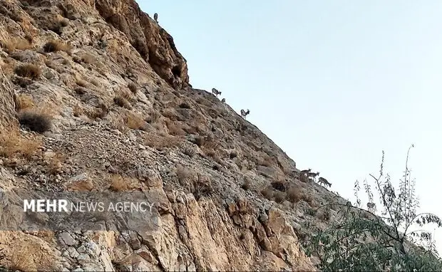 هشدار جدی درباره تبعات وحشتناک رهاسازی پسماند در حاشیه شهرهای سمنان!