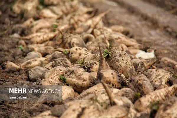 تولید بیش از ۴۷۲ هزار تن چغندرقند در شهرستان کرمانشاه