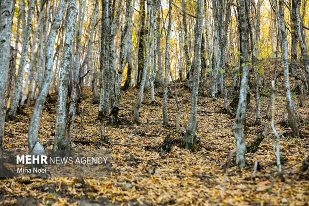 نشست حیاتی طبیعت‌گردی برای حفاظت و توسعه پایدار در پارک ملی گلستان برگزار شد