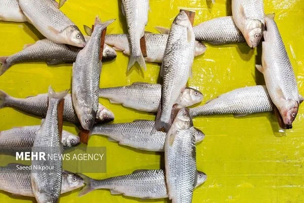 ۴۰۰ کیلو ماهی قاچاق در میناب کشف شد