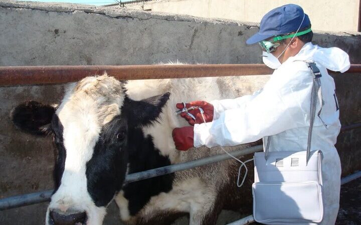 پایش دقیق دام‌ها؛ سپر محکم امنیت غذایی خوزستان در برابر تهدیدات بیماری‌ها