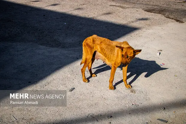 ورود وحشیانه گرگ و گراز به روستاهای طرقبه شاندیز؛ کشاورزان در خطر جدی!