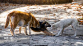 هشدار جدی درباره سگ‌های بلاصاحب چالوس؛ ساماندهی فوری در راه است!