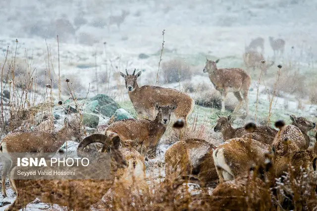 ۶ نکته طلایی برای نجات حیات وحش در روزهای سرد و برفی!