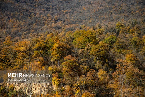 خطر جدی آفات کشاورزی در جنگل‌های زاگرس؛ فاجعه‌ای که کمتر دیده شده است!