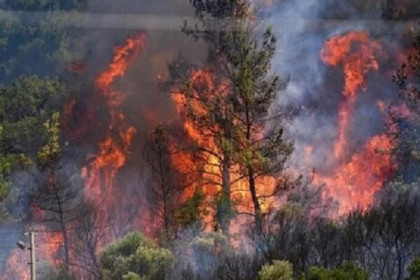 پدیده آتش‌سوزی در جنگل‌های کشور به یک بحران ساختاری تبدیل شده است