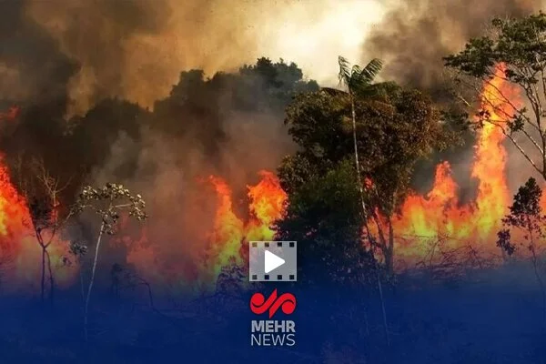 دوره‌های تخصصی که می‌تواند از فاجعه آتش‌سوزی جنگل‌ها جلوگیری کند!