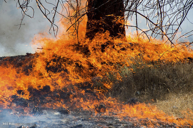 نجات ۲۲۶ هکتار از مناطق حفاظتی آذربایجان‌غربی در آتش‌سوزی مهیب!