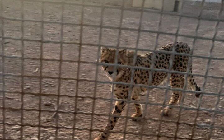 شکار لحظه‌های نادر؛ رؤیت ۶ یوزپلنگ آسیایی در پناهگاه میاندشت به ثبت رسید