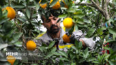 برداشت مرکبات در ۲ هزار هکتار از باغات شهرستان گچساران آغاز شد
