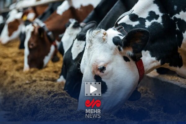 ۱۸۰ هزار تن نهاده کجا رفت؟ بررسی پشت پرده گم‌شدن‌های عجیب در بازار نهاده‌ها