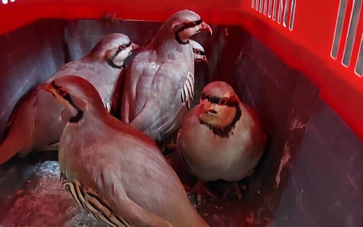 کشف زنده‌گیری غیرقانونی کبک وحشی در لردگان؛ پرونده‌ای در راه مراجع قضایی!