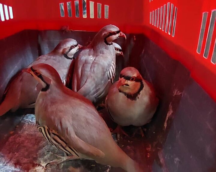 کشف زنده‌گیری غیرقانونی کبک وحشی در لردگان؛ پرونده‌ای در راه مراجع قضایی - وب‌گردی