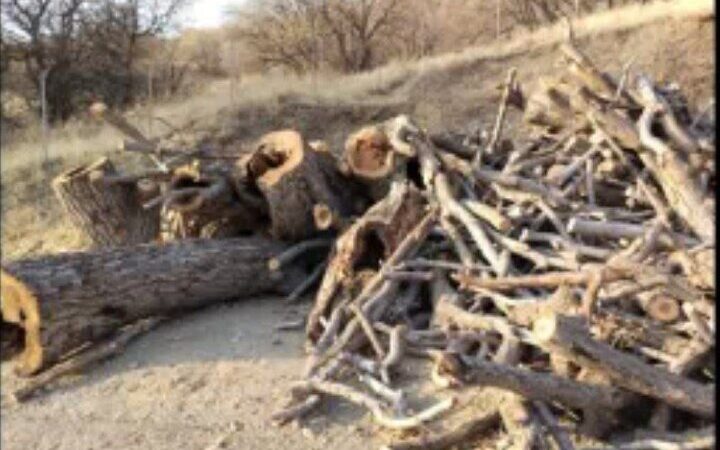 شکار متخلفان قطع درختان گردوی کهنسال ملی در بانه؛ مأموران چگونه عملیات را خنثی کردند؟