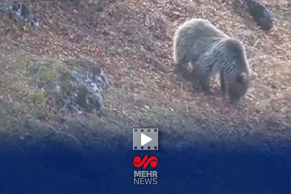 خرس قهوه‌ای مازندران در آستانه خواب زمستانی؛ طبیعت آماده تغییرات بزرگ می‌شود!