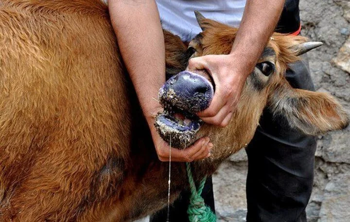 اولین مورد تب برفکی در کرمان تایید شد؛ دامداری‌ها در حالت آماده‌باش کامل!