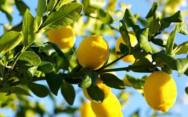 پیش‌بینی تولید ۲ هزار تن لیموشیرین در استان کرمانشاه