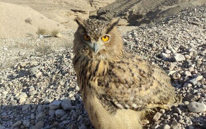 رهاسازی «شاه بوف» در دامغان؛ حضور «جغد» نشانه‌ای از سلامت اکوسیستم است