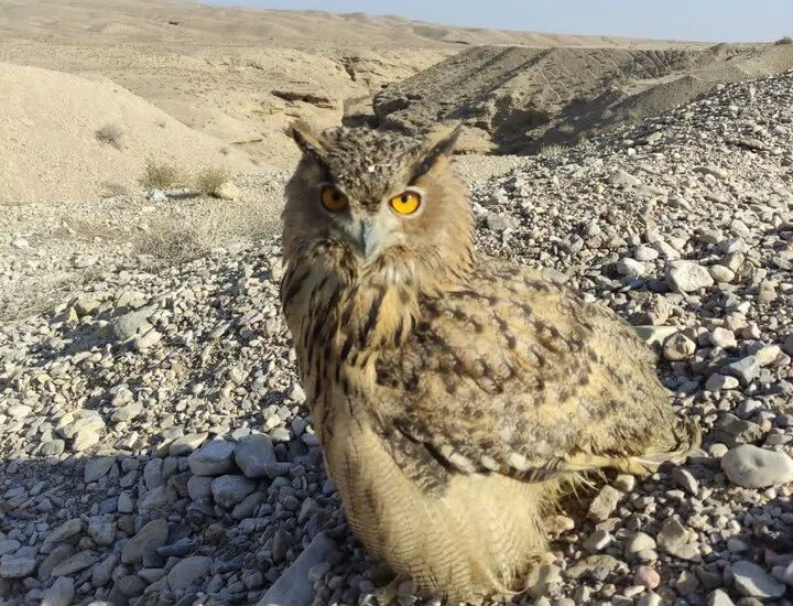 رهاسازی «شاه بوف» در دامغان؛ حضور «جغد» نشانه‌ای از سلامت اکوسیستم است