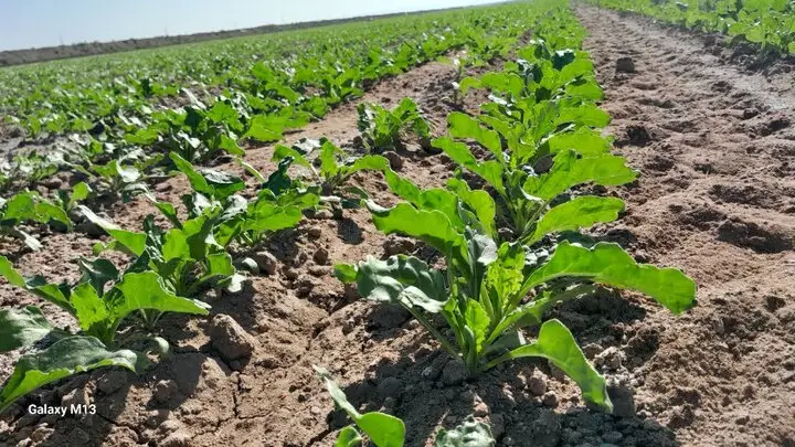 خوش‌رفتار خبر داد: سهمیه سوخت کشاورزی سملقان به‌طور کامل جذب شد و ۱۱ میلیارد تومان تسهیلات پرداخت شد