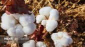 پیش‌بینی برداشت هزار تُن پنبه از مزارع استراتژیک گرمسار؛ سرنوشت کشت چگونه رقم می‌خورد؟
