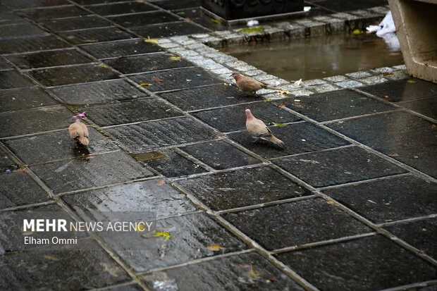 کاهش ۵۶ درصدی بارش‌ها در فریدن؛ هشدار جدی برای کشاورزان و منابع آبی
