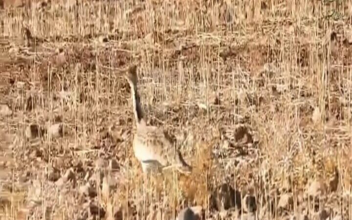 مشاهده و ثبت مجدد گونه هوبره در حاشیه منطقه حفاظت‌شده سبزکوه