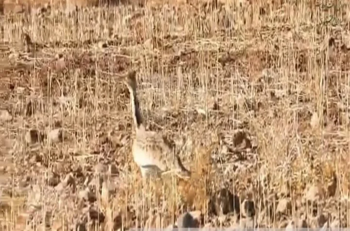 مشاهده و ثبت مجدد گونه هوبره در حاشیه منطقه حفاظت‌شده سبزکوه - وب‌گردی