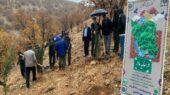 باران رحمت و نهال‌های امید در کهگیلویه و بویراحمد؛ مردم زیر باران به پاس مادران، درخت کاشتند