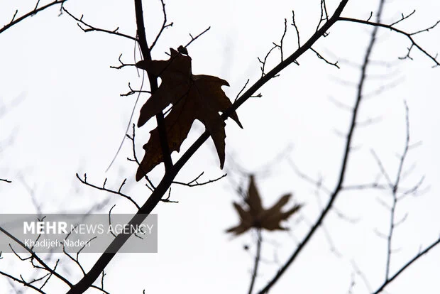 بارش باران پاییزی در تربت جام؛ طبیعتی که نفس می‌کشد!