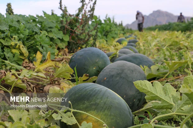 تگرگ وحشی میناب، خواب هندوانه‌های یلدا را آشفته کرد!