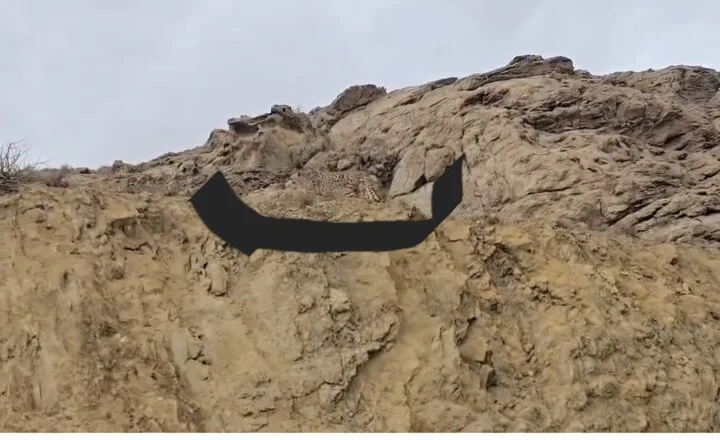 شگفتی در پارک ملی توران؛ یوزپلنگ نر «هیوا» برای نخستین‌بار دیده شد!