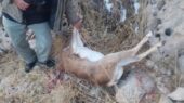 شکارچی میش وحشی در ارتفاعات چنگ‌الماس بیجار به دام افتاد!
