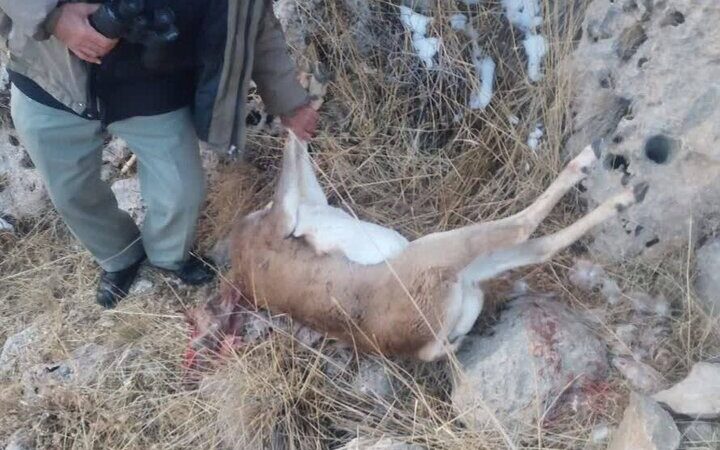 شکارچی میش وحشی در ارتفاعات چنگ‌الماس بیجار به دام افتاد!