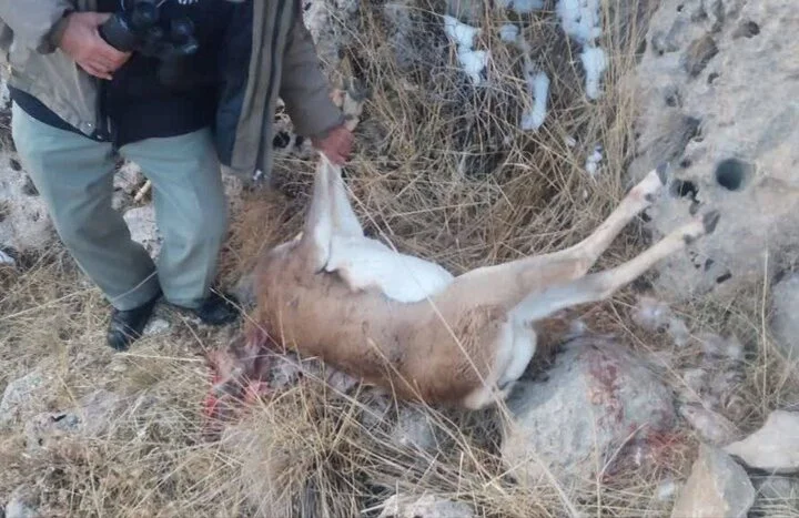 شکارچی میش وحشی در ارتفاعات چنگ‌الماس بیجار به دام افتاد!