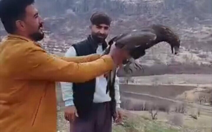 بازگشت حیرت‌انگیز سارگپه زخمی به آسمان سروآباد پس از دو ماه تیمار ویژه