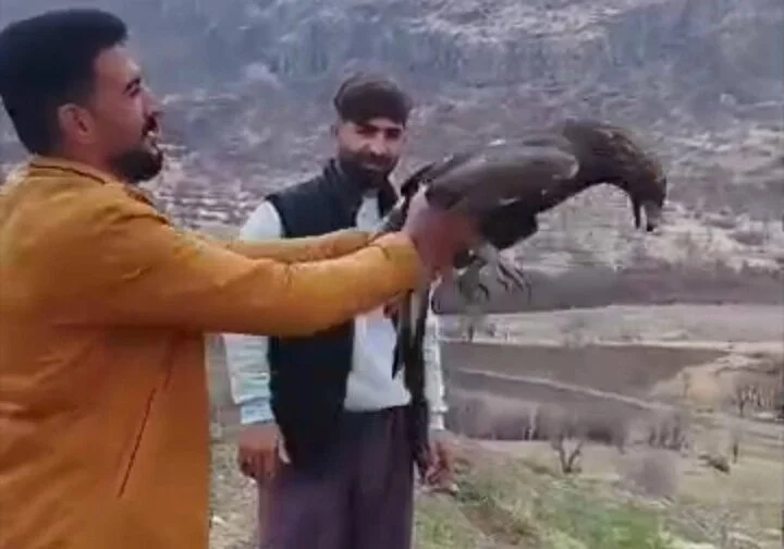 بازگشت حیرت‌انگیز سارگپه زخمی به آسمان سروآباد پس از دو ماه تیمار ویژه