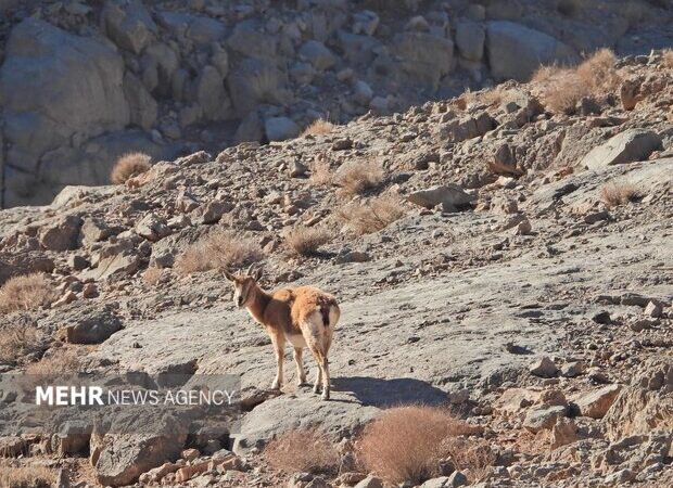 اصفهان با پهپاد وارد جنگ حفاظت از حیات وحش شد؛ سرشماری بی‌سابقه در کلاه‌قاضی