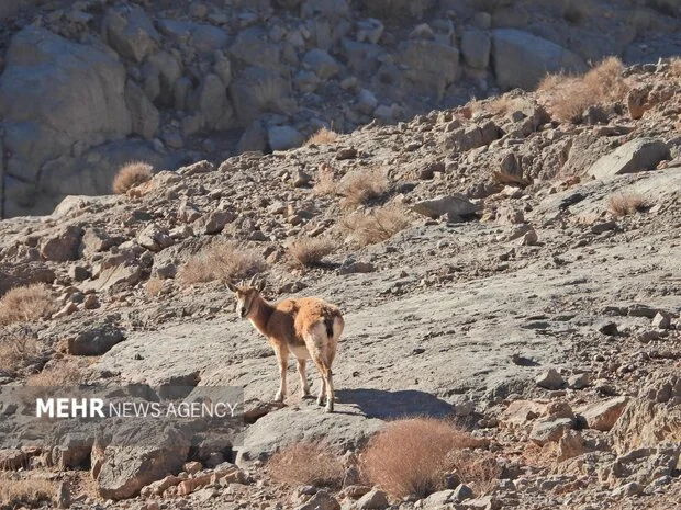 اصفهان با پهپاد وارد جنگ حفاظت از حیات وحش شد؛ سرشماری بی‌سابقه در کلاه‌قاضی