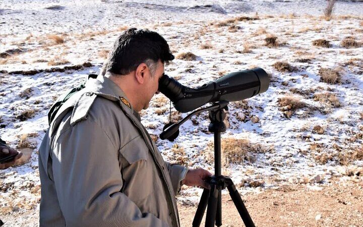 آغاز سرشماری زمستانه پستانداران در زیستگاه‌های حساس اردبیل؛ آیا خرس قهوه‌ای همچنان حضور دارد؟