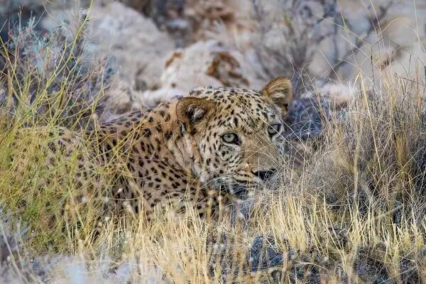 پلنگ عظیم‌الجثه در پارک ملی تندوره درگز