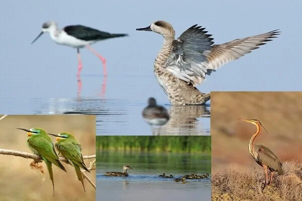 تالاب حسنلو؛ گنجینه هزارساله طبیعت و تاریخ که باید دید!